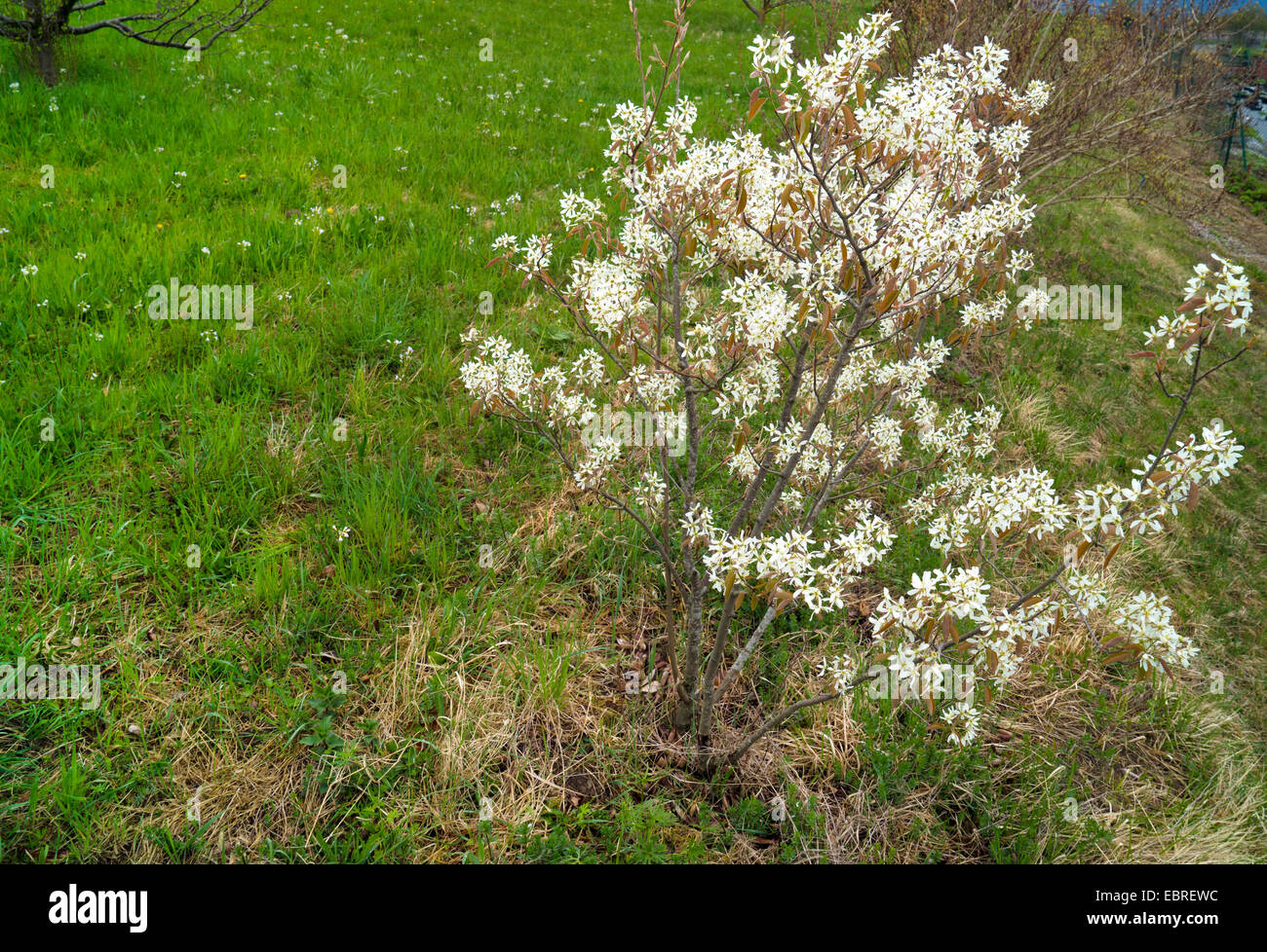 Lamarck's Serviceberry (Amelanchier lamarckii), fioritura, in Germania, in Baviera, Alta Baviera, Baviera superiore Foto Stock