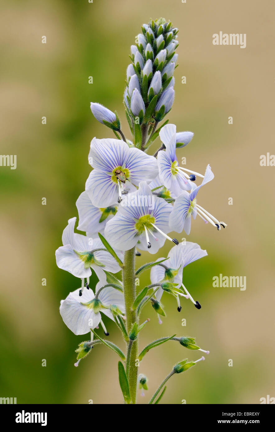 Speedwell Flower - Veronica specie in giardino Foto Stock