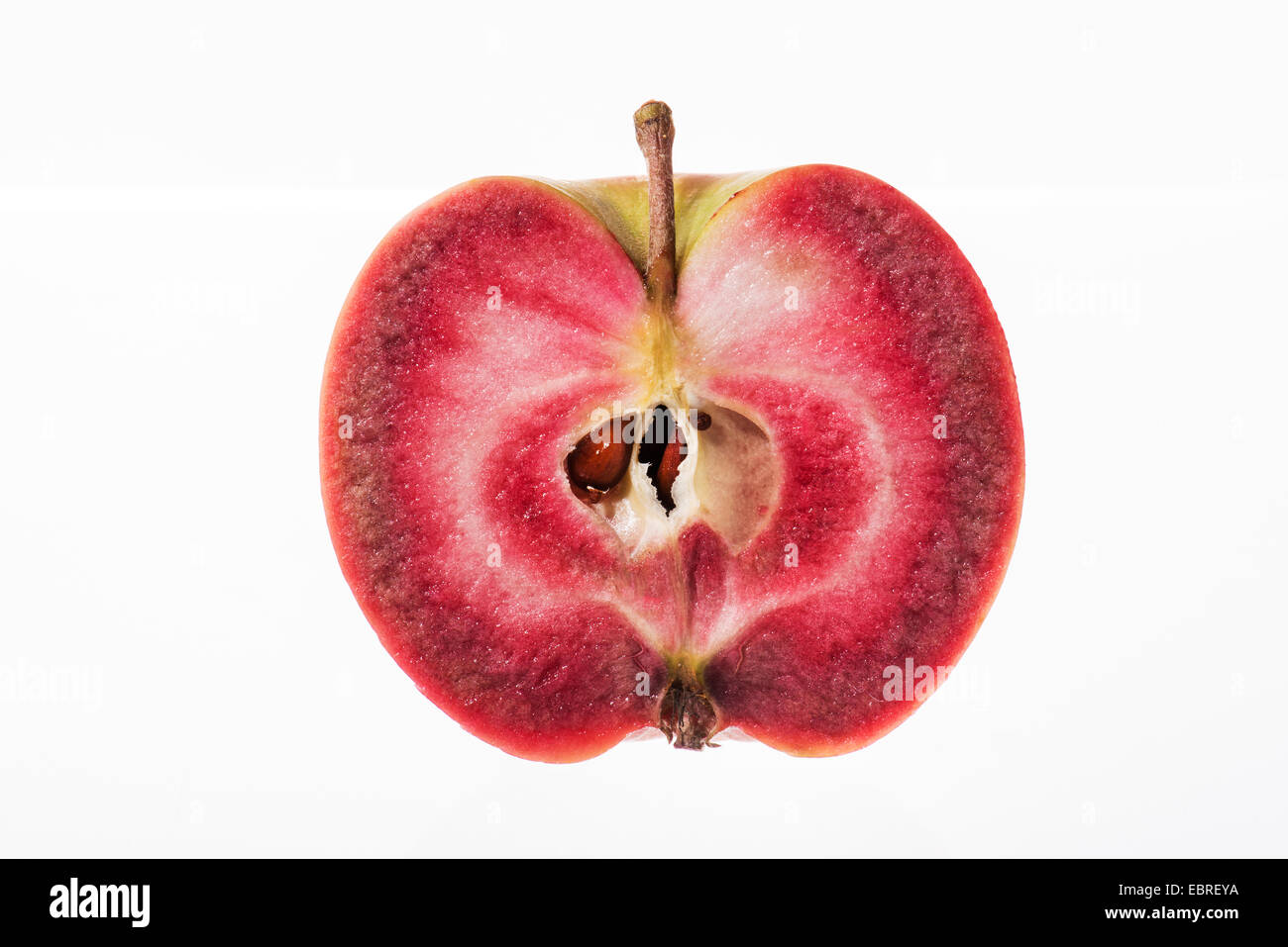 Luce rossa continua Allevamento di meli nuovo Foto Stock