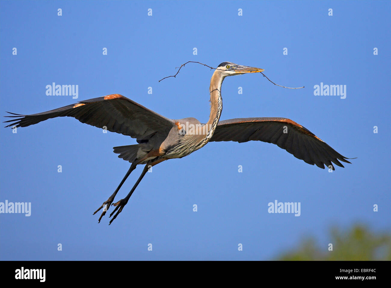 Airone blu (Ardea erodiade), volare con materiale di nidificazione in bolletta, STATI UNITI D'AMERICA, Florida, Sud Venezia Foto Stock