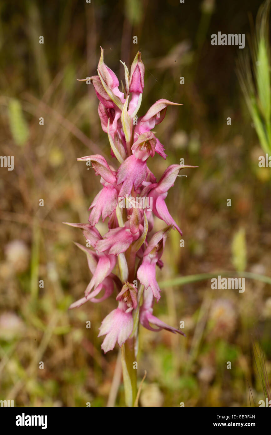 Terra santa orchis (Orchis sancta), infiorescenza, Turchia, Anatolia, Dalyan Foto Stock