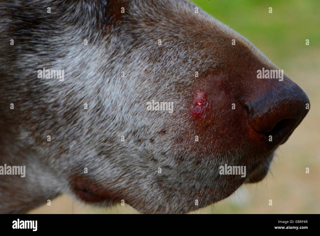 Filo tedesco-dai capelli del cane di puntamento (Canis lupus f. familiaris), rigonfiamento dopo il morso di un serpente velenoso, Turchia, Tracia Foto Stock
