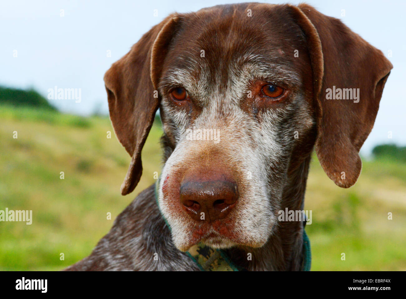 Filo tedesco-dai capelli del cane di puntamento (Canis lupus f. familiaris), rigonfiamento dopo il morso di un PDI, Turchia, Tracia Foto Stock