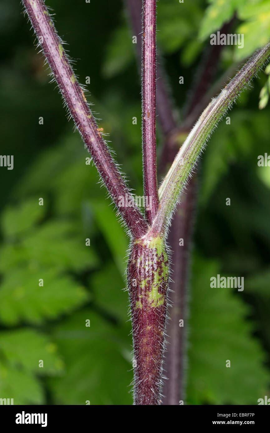 Cerfoglio ruvida (Chaerophyllum temulum, Chaerophyllum temulentum), germogli, Germania Foto Stock