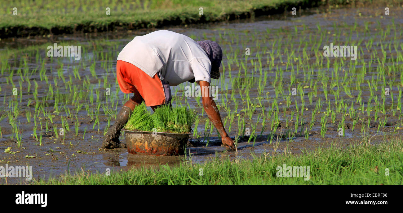 La coltivazione del riso, l'agricoltore di piantare il riso, Indonesia Bali Foto Stock