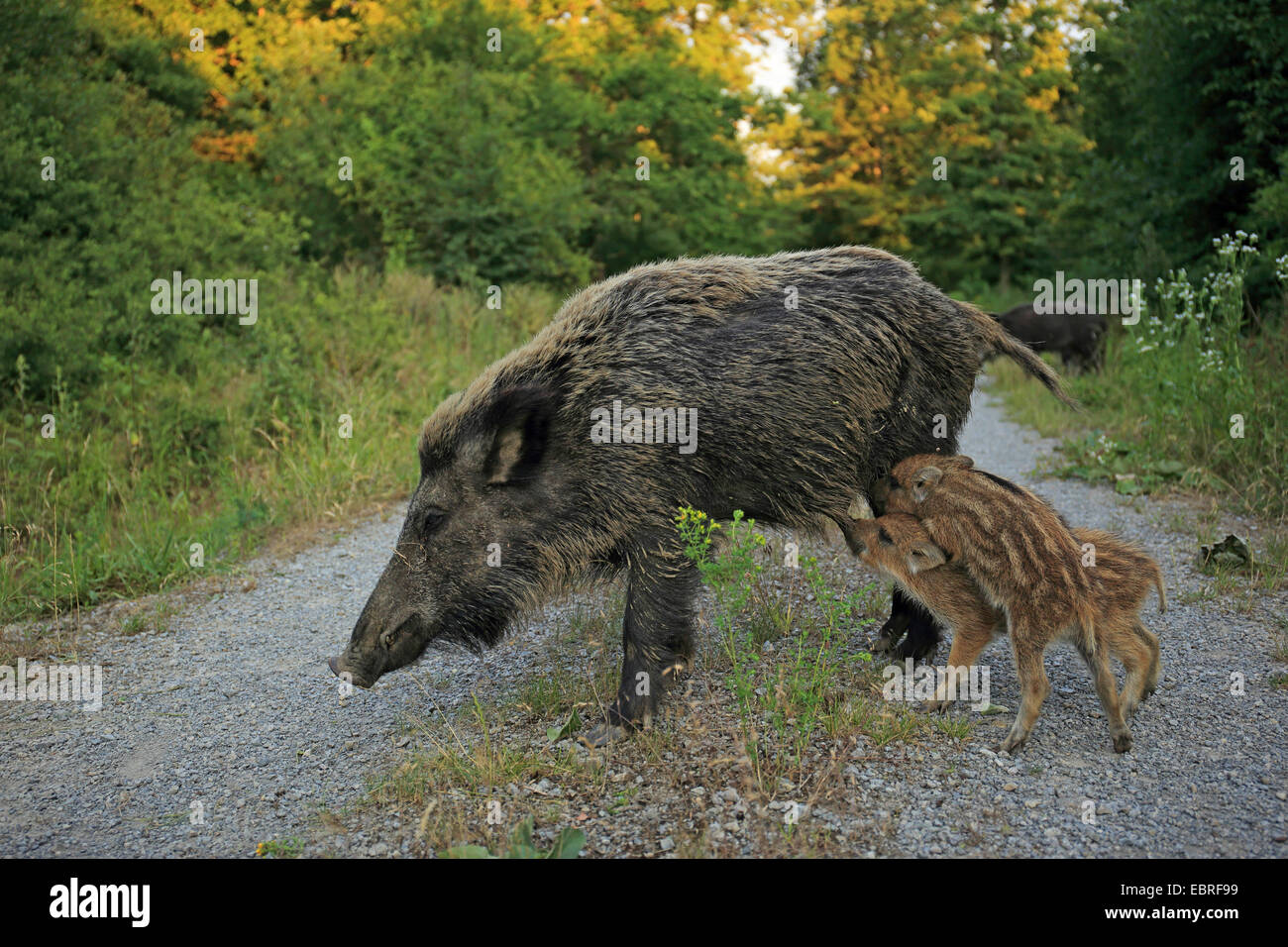 Il cinghiale, maiale, il cinghiale (Sus scrofa), femmina shoats infermieristica, GERMANIA Baden-Wuerttemberg Foto Stock