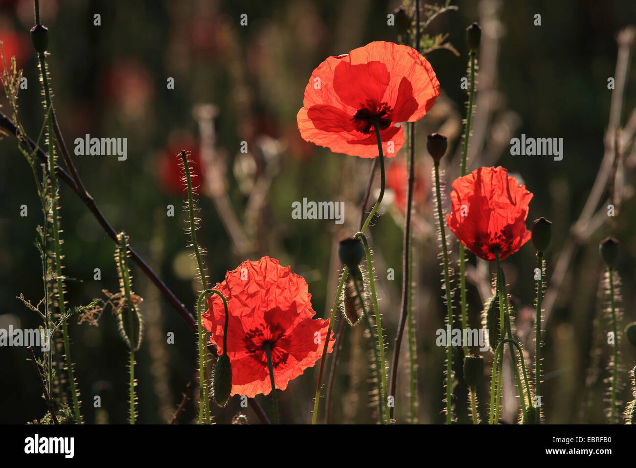 Comune di papavero, mais, papavero rosso papavero (Papaver rhoeas), fiori di papavero in controluce, Ungheria Foto Stock