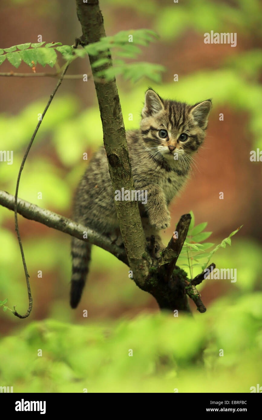 Gatto selvatico europeo, foresta gatto selvatico (Felis silvestris silvestris), gattino seduto su un ramo, in Germania, in Baviera, il Parco Nazionale della Foresta Bavarese Foto Stock