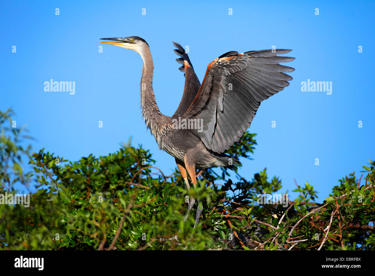 Airone blu (Ardea erodiade), immaturi bird in piedi sul nido e svolazzamenti ali, STATI UNITI D'AMERICA, Florida, Sud Venezia Foto Stock