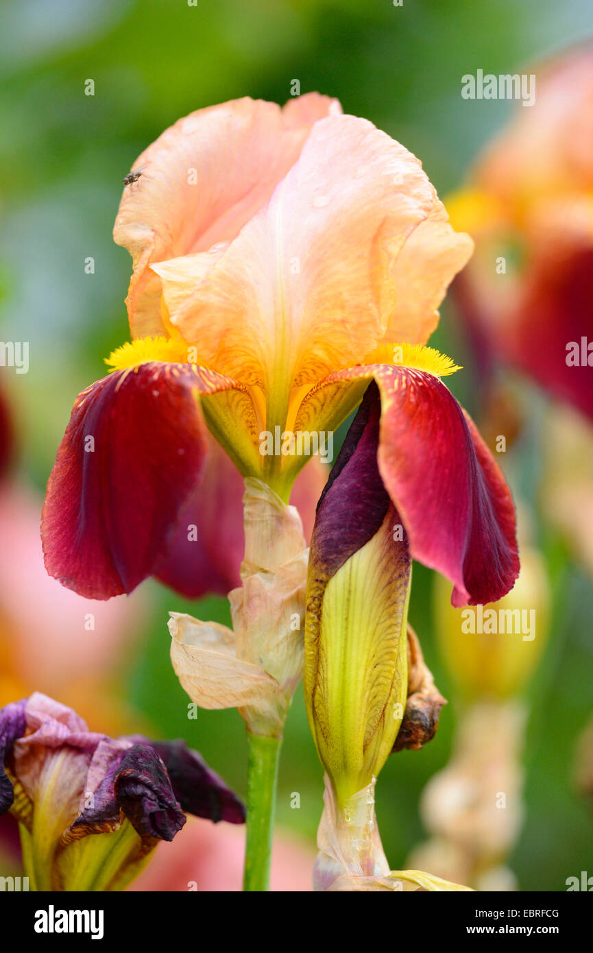 Barbuto (Iris Iris barbata 'Mary Todd', Iris barbata Mary Todd), fiori di cultiavr Mary Todd Foto Stock