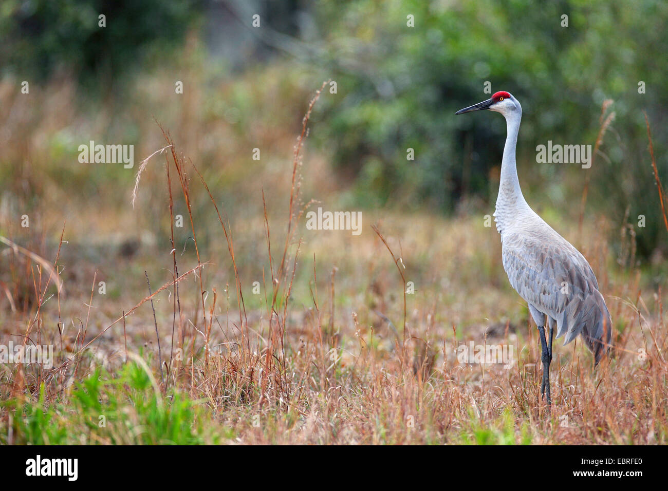 Sandhill gru (Grus canadensis), in piedi nella prateria, STATI UNITI D'AMERICA, Florida, Myakka River State Park Foto Stock