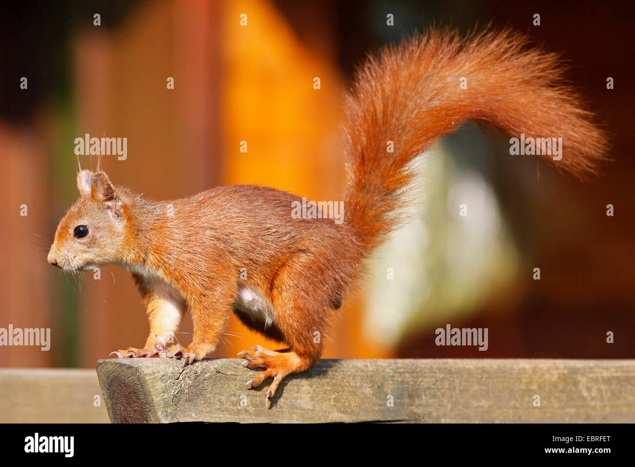 Unione scoiattolo rosso, Eurasian red scoiattolo (Sciurus vulgaris), abile attento giovane scoiattolo rosso a guardare post, Germania, Bassa Sassonia Foto Stock