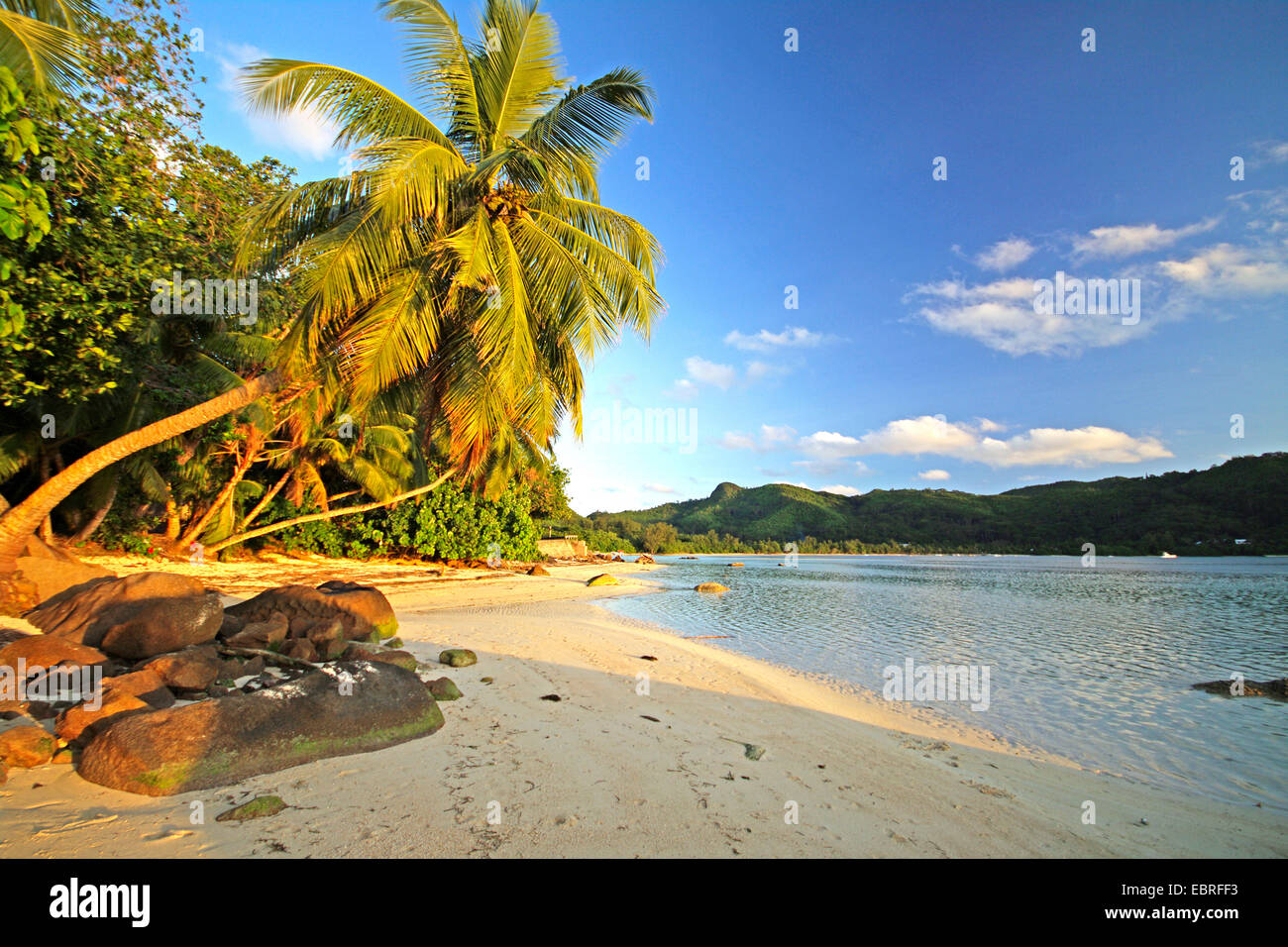 Tramonto sulla spiaggia di Anse a la Mouche con palme, Seychelles, Mahe Foto Stock