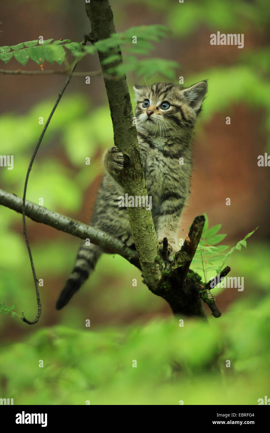 Gatto selvatico europeo, foresta gatto selvatico (Felis silvestris silvestris), curioso gattino seduto su un ramoscello, in Germania, in Baviera, il Parco Nazionale della Foresta Bavarese Foto Stock