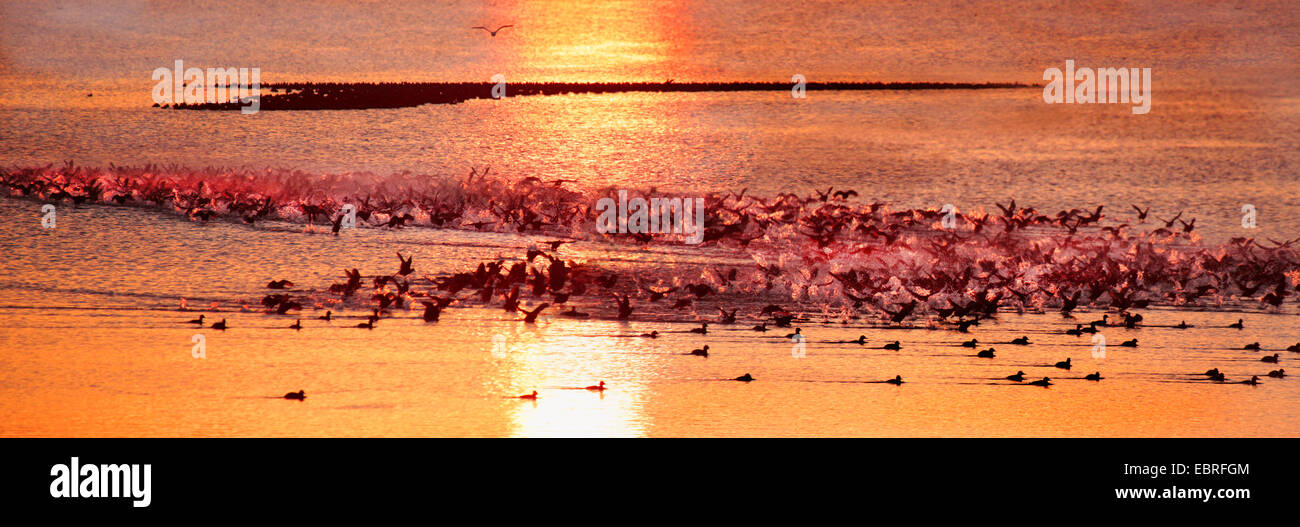 Nero la folaga (fulica atra), gregge decollare su un lago, formato panoramico, Germania Foto Stock