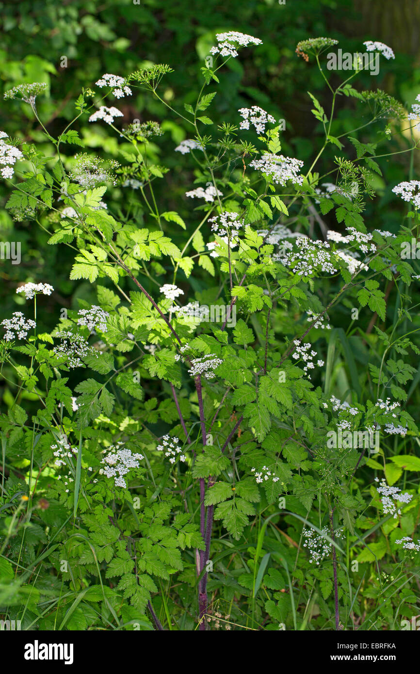 Cerfoglio ruvida (Chaerophyllum temulum, Chaerophyllum temulentum), fioritura, Germania Foto Stock