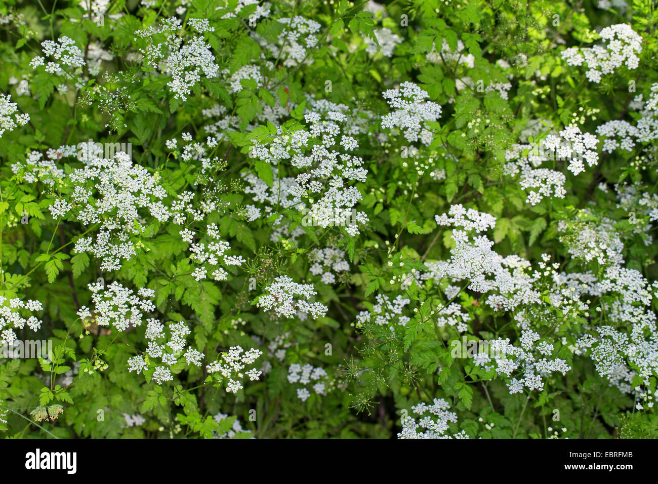 Cerfoglio ruvida (Chaerophyllum temulum, Chaerophyllum temulentum), fioritura, Germania Foto Stock