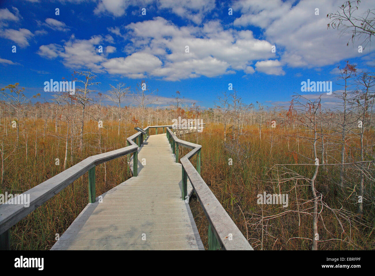 Saliti il sentiero nel Parco nazionale delle Everglades, STATI UNITI D'AMERICA, Florida Everglades National Park Foto Stock