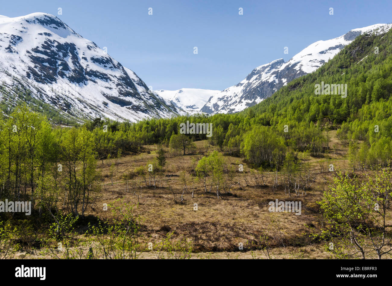 Paesaggio di Gunnvordalen, Sogndal, Sogn og Fjordane Fylke, Norvegia, Lapponia Foto Stock