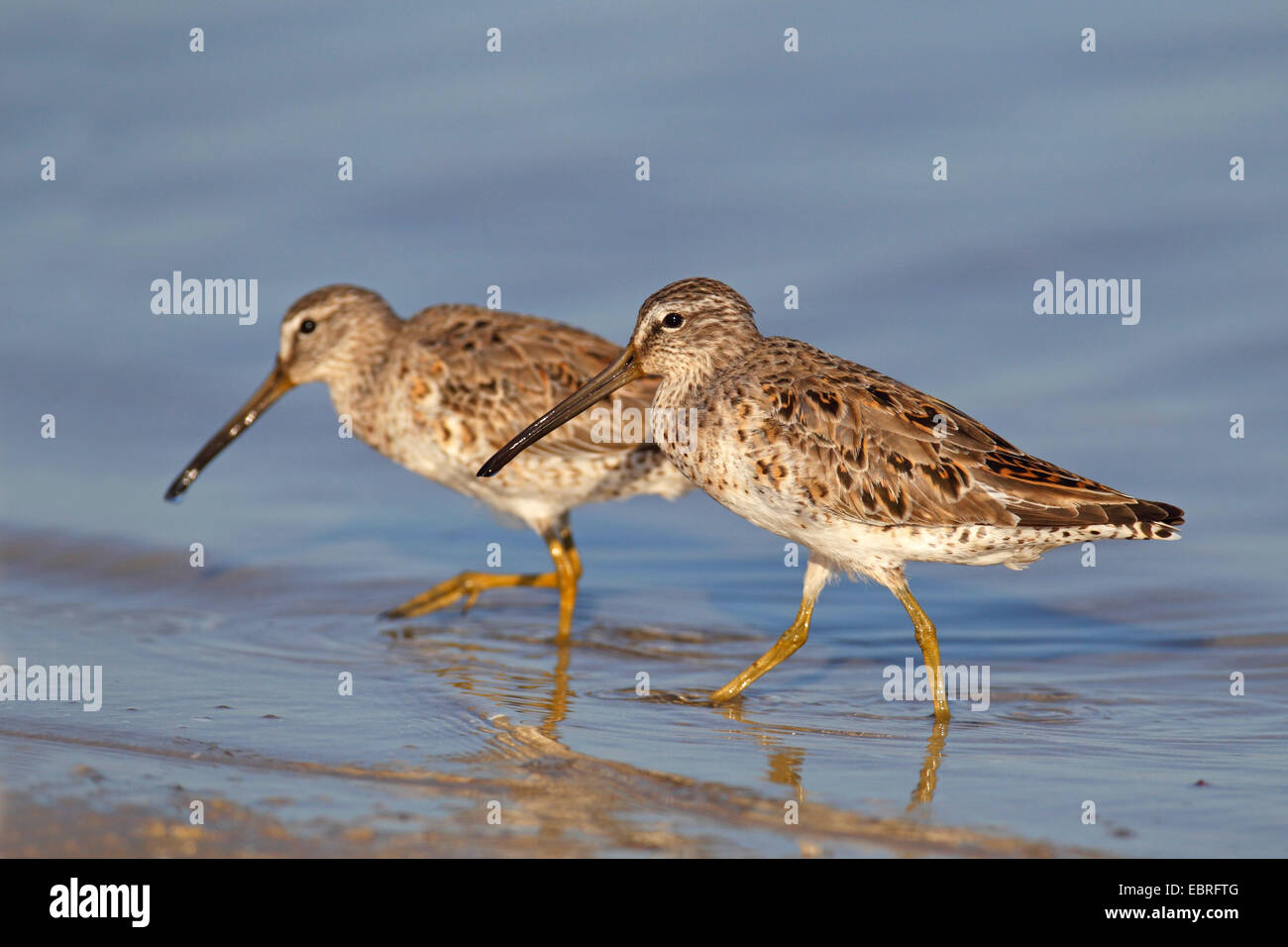 A breve fatturate (dowitcher Limnodromus griseus), di due uccelli passeggiate in acque poco profonde, STATI UNITI D'AMERICA, Florida, Fort De Soto Foto Stock