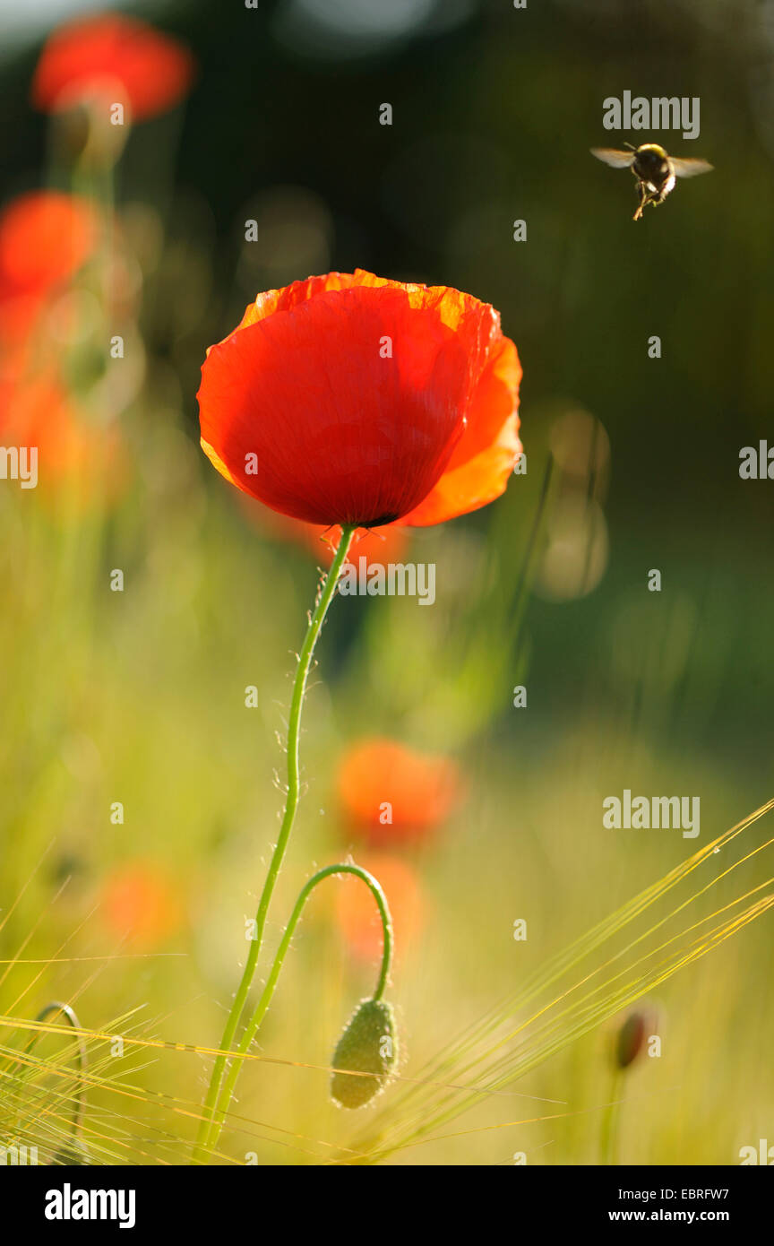 Comune di papavero, mais, papavero rosso papavero (Papaver rhoeas), fiori di papavero in un cornfield con raccolta del polline umile bee, in Germania, in Baviera Foto Stock