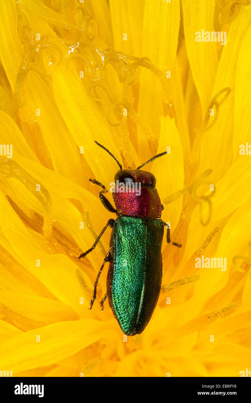 Gioiello beetle, METALLIZZATE LEGNO-noioso beetle (Anthaxia nitidula), femmina su un dente di leone, Germania Foto Stock