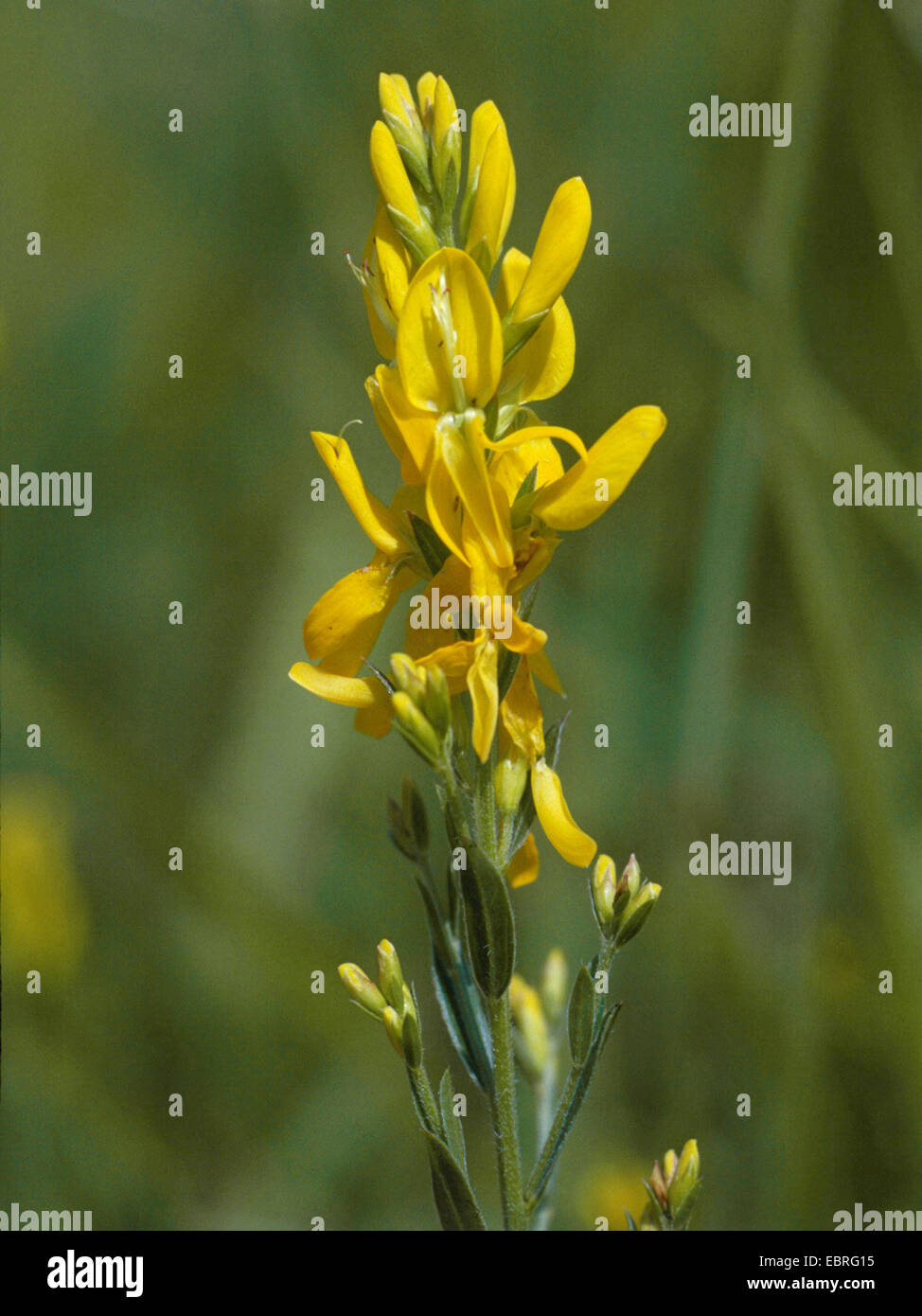 Dyer's greenweed, Dyer's greenweed (Genista tinctoria), infiorescenza, deuschland Foto Stock