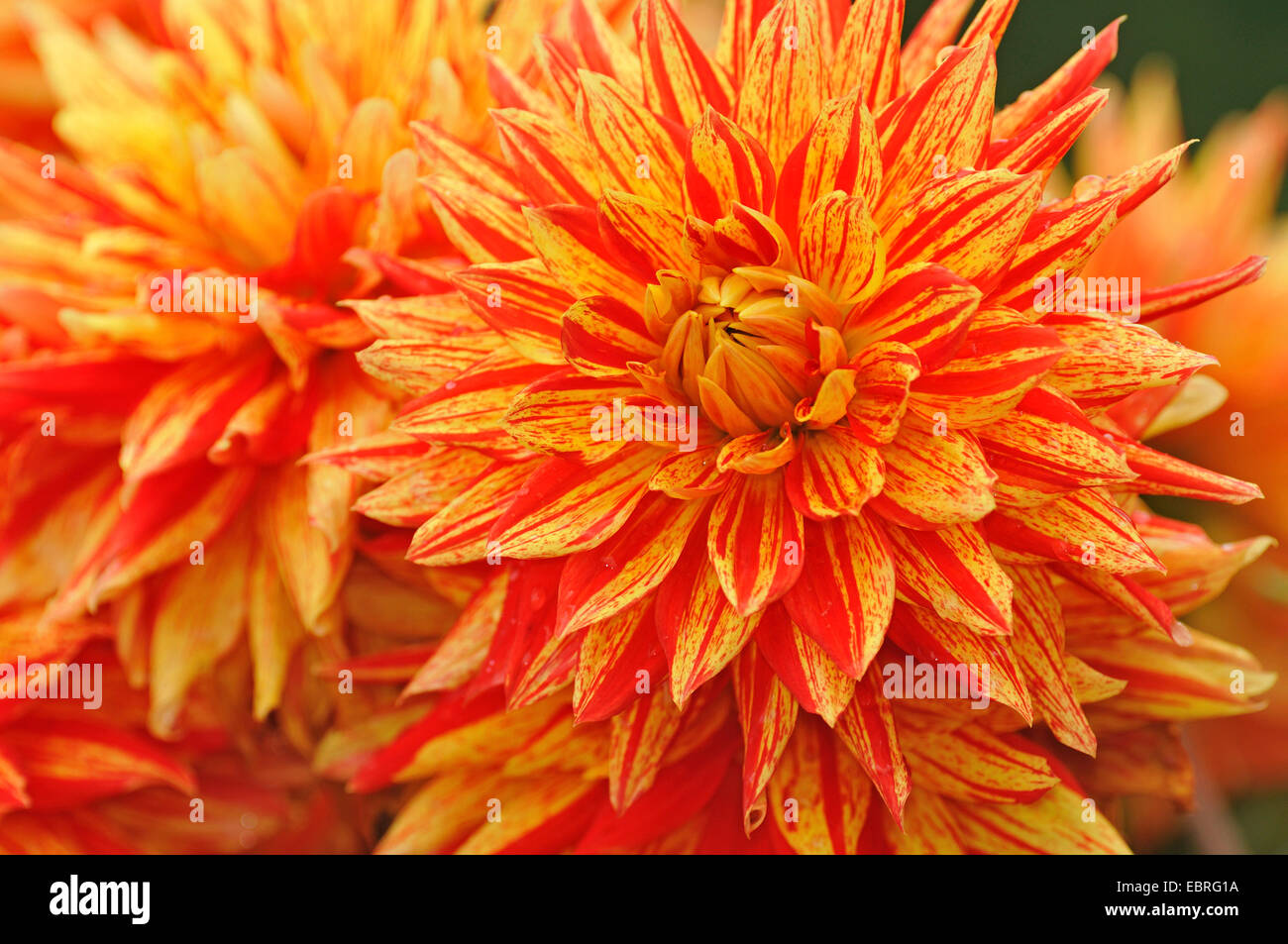 Georgina (Dahlia spec.), il rosso e il giallo cultivar Foto Stock