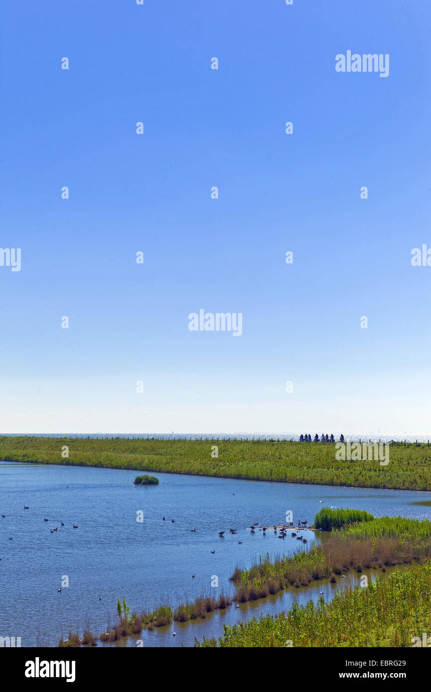 Riserva di uccelli con acqua costiera nei pressi di Enkhuizen, vista Markermeer, Paesi Bassi, Noord Holland Foto Stock