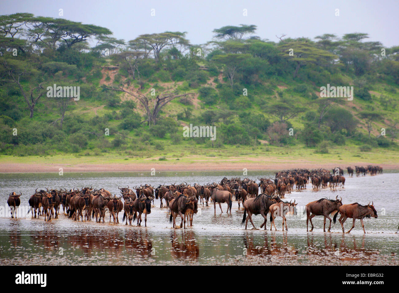Blue GNU, borchiati gnu, bianco-barbuto GNU (Connochaetes taurinus), allevamento di wildebeests attraversando il lago Ndutu, Tanzania Serengeti National Park Foto Stock