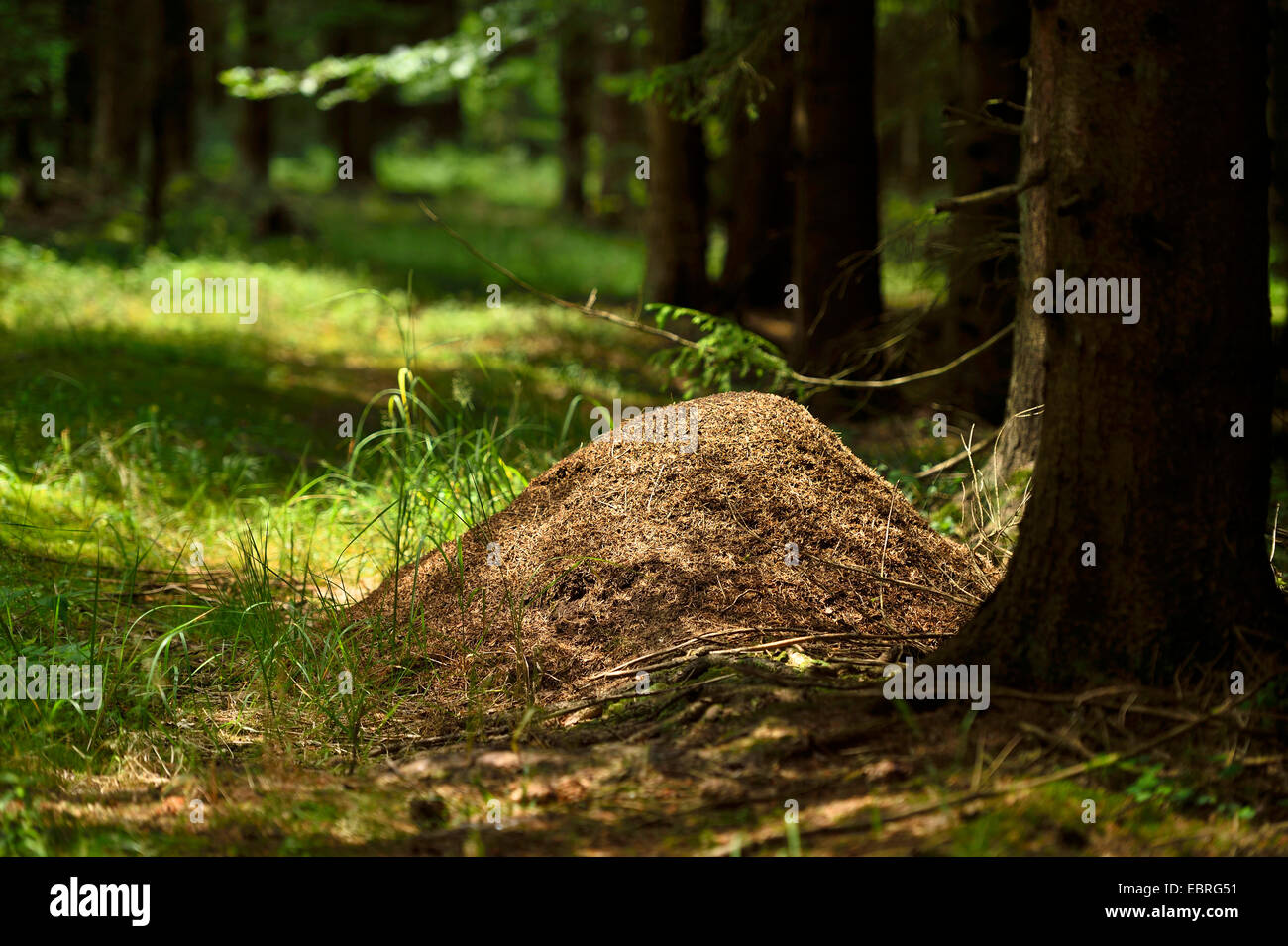 Close-up di un formicaio di legno le formiche in una foresta di abeti rossi a inizio estate, in Germania, in Baviera Foto Stock