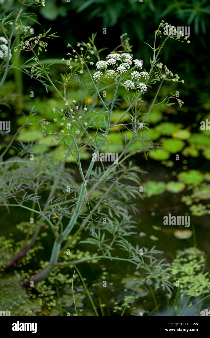 Cowbane, acqua la cicuta (Cicuta virosa), fioritura, Germania Foto Stock