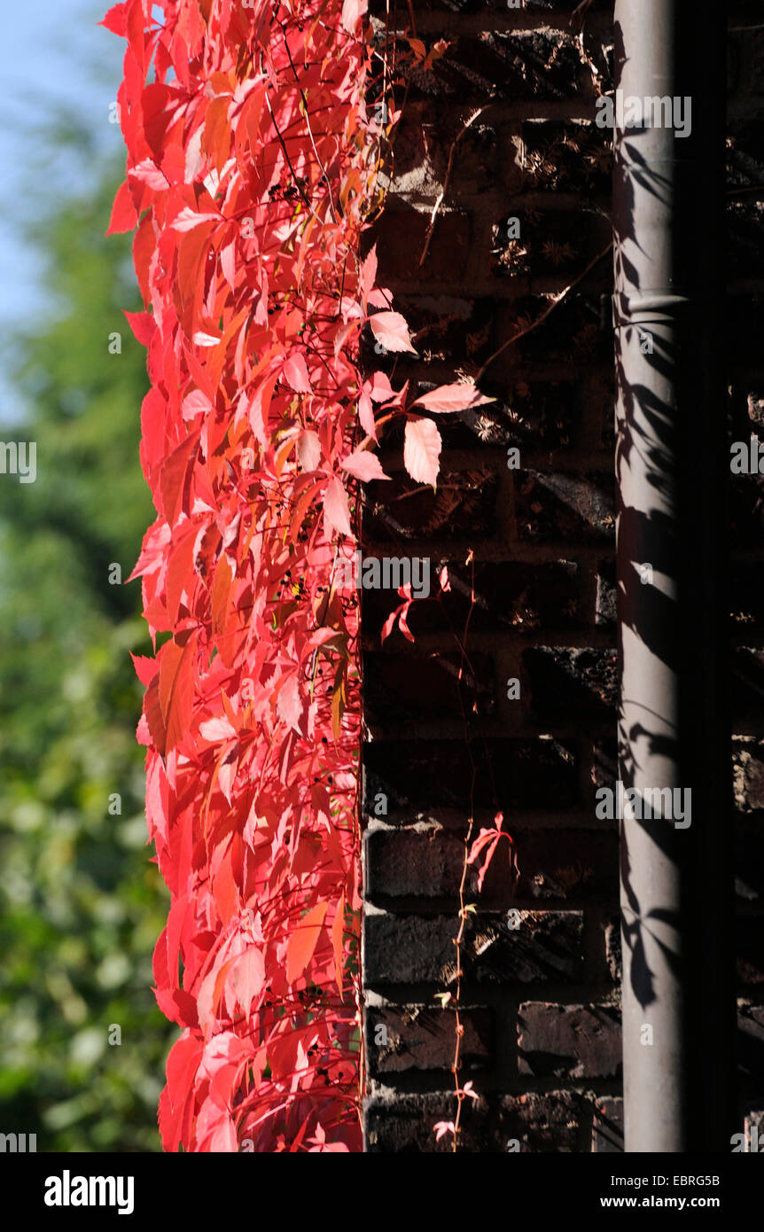 Falso Virginia-superriduttore (Parthenocissus inserta, Parthenocissus quinquefolia agg.), nella collezione autunno di colori a un muro di mattoni, Germania Foto Stock
