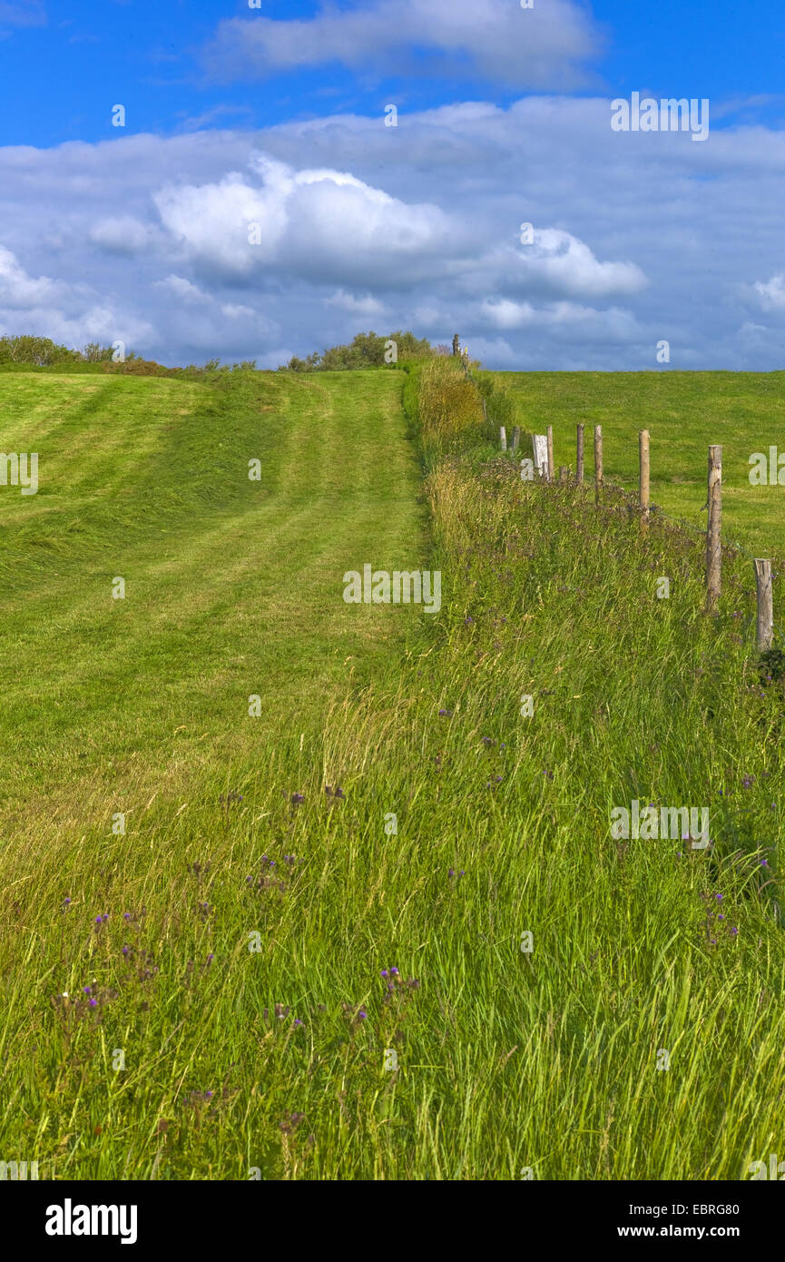 Maedow rasata sul Mare del Nord dike, Germania, Bassa Sassonia, Dorum-Neufeld Foto Stock