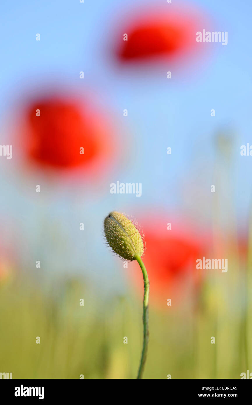 Comune di papavero, mais, papavero rosso papavero (Papaver rhoeas), vicino germoglio di fiore con fiori che sbocciano in background, in Germania, in Baviera Foto Stock