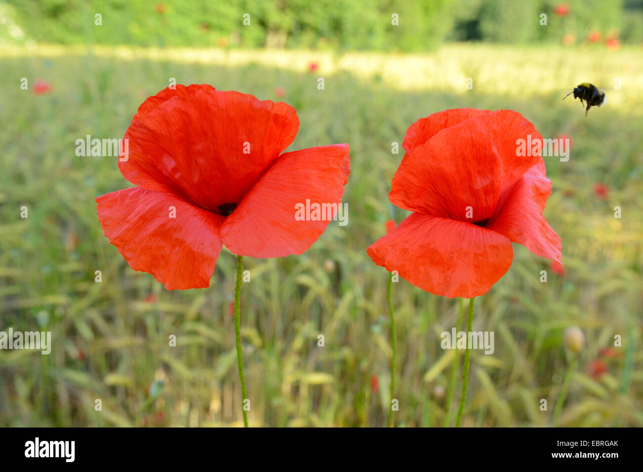 Comune di papavero, mais, papavero rosso papavero (Papaver rhoeas), fiori di papavero in un cornfield con raccolta del polline umile bee, in Germania, in Baviera Foto Stock