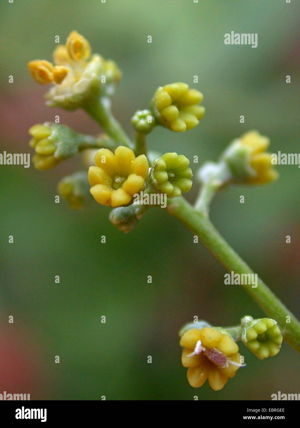 Alectryon subcinereus, Cupania subcineria, Nephelium leiocarpum (Nephelium leiocarpum), infiorescenza Foto Stock