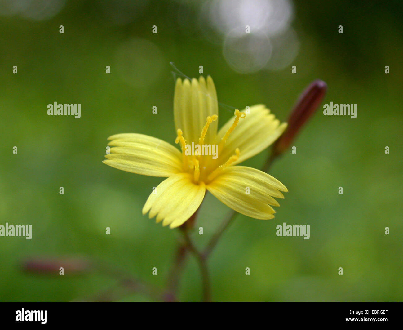 La lattuga a parete (Mycelis muralis), fioritura di testa, Germania Foto Stock