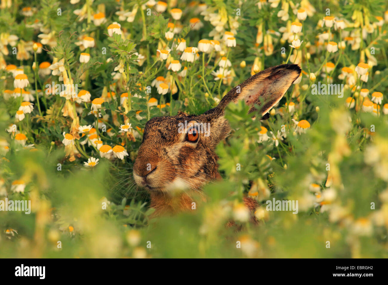 Lepre europea, Marrone lepre (Lepus europaeus), in un campo con la fioritura camomilla, Austria, Burgenland, Neusiedler See Parco Nazionale Foto Stock