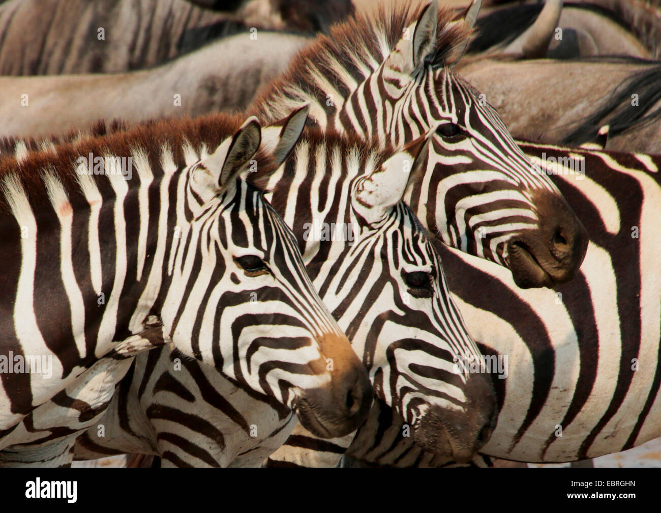 Zebra comune (Equus quagga), tre zebre, ritratto, vista laterale, Tanzania Serengeti National Park Foto Stock