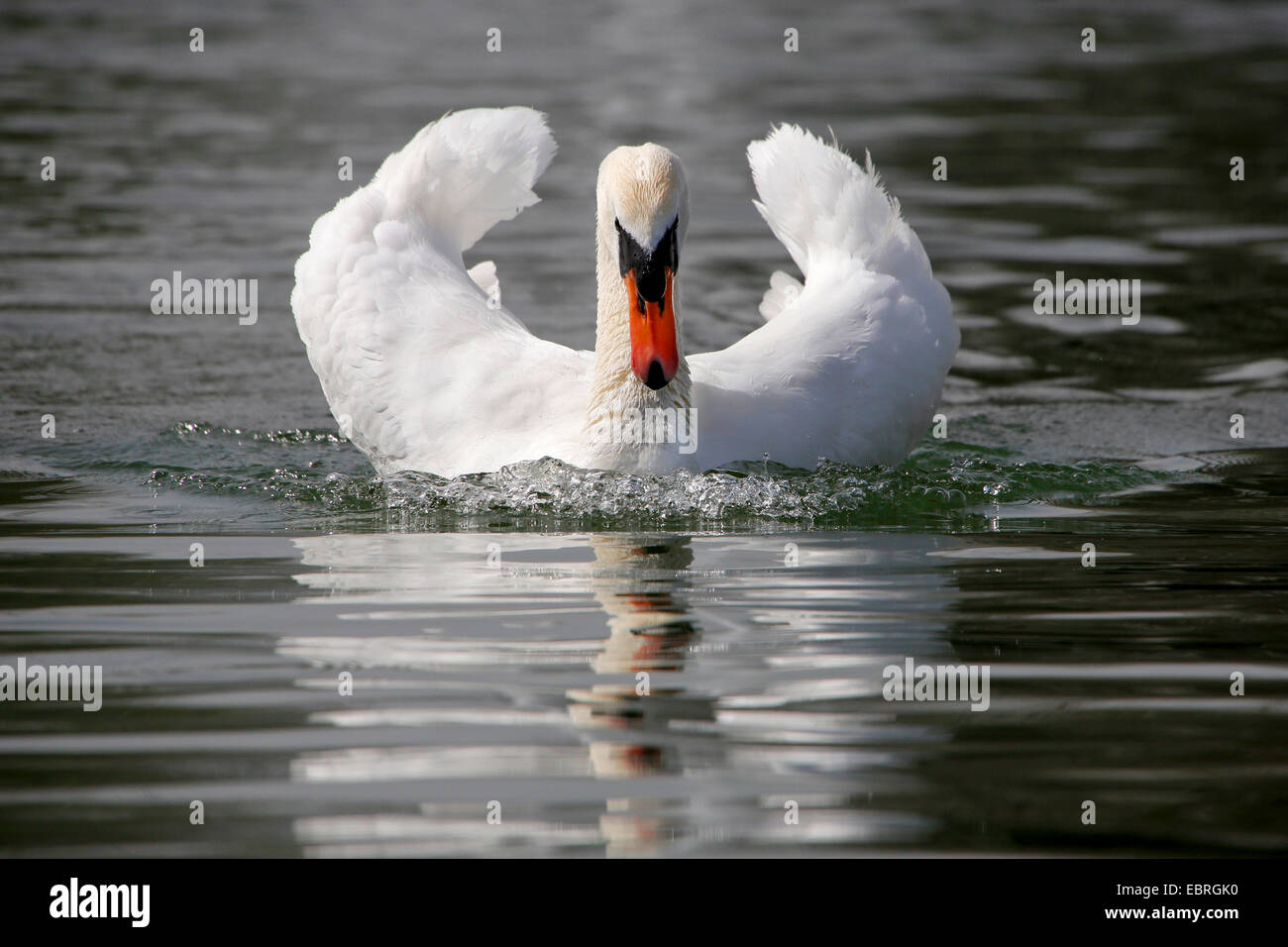 Cigno (Cygnus olor), attacchi, Germania Foto Stock