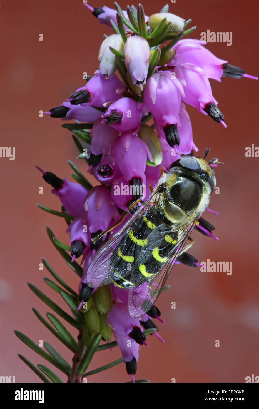 Afide del cavolo hover fly (Scaeva pyrastri), in inverno heath, Germania Foto Stock