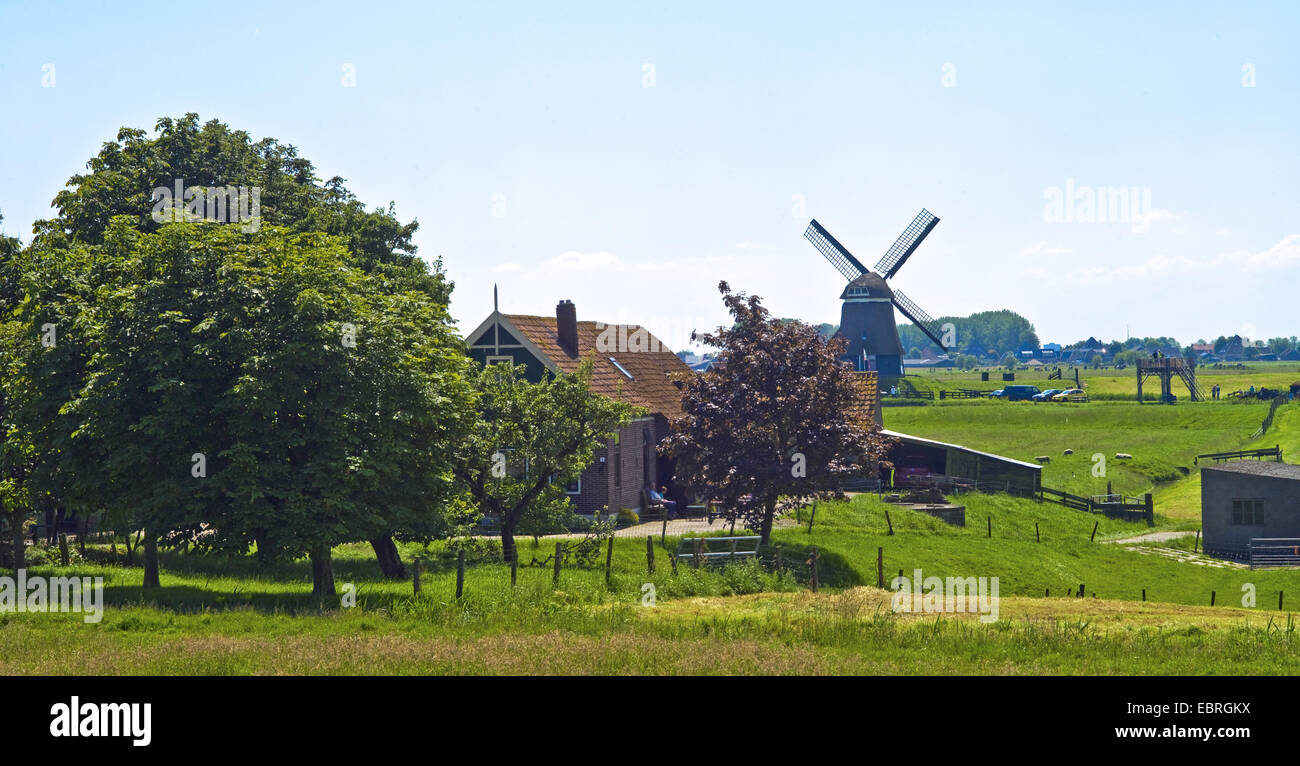 Fattoria in prati, il mulino a vento di background, Paesi Bassi, Noord Holland, Enkhuizen Foto Stock