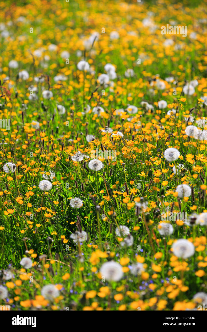 Comune di tarassaco (Taraxacum officinale), fiore prato con il tarassaco e renoncules, Svizzera Foto Stock