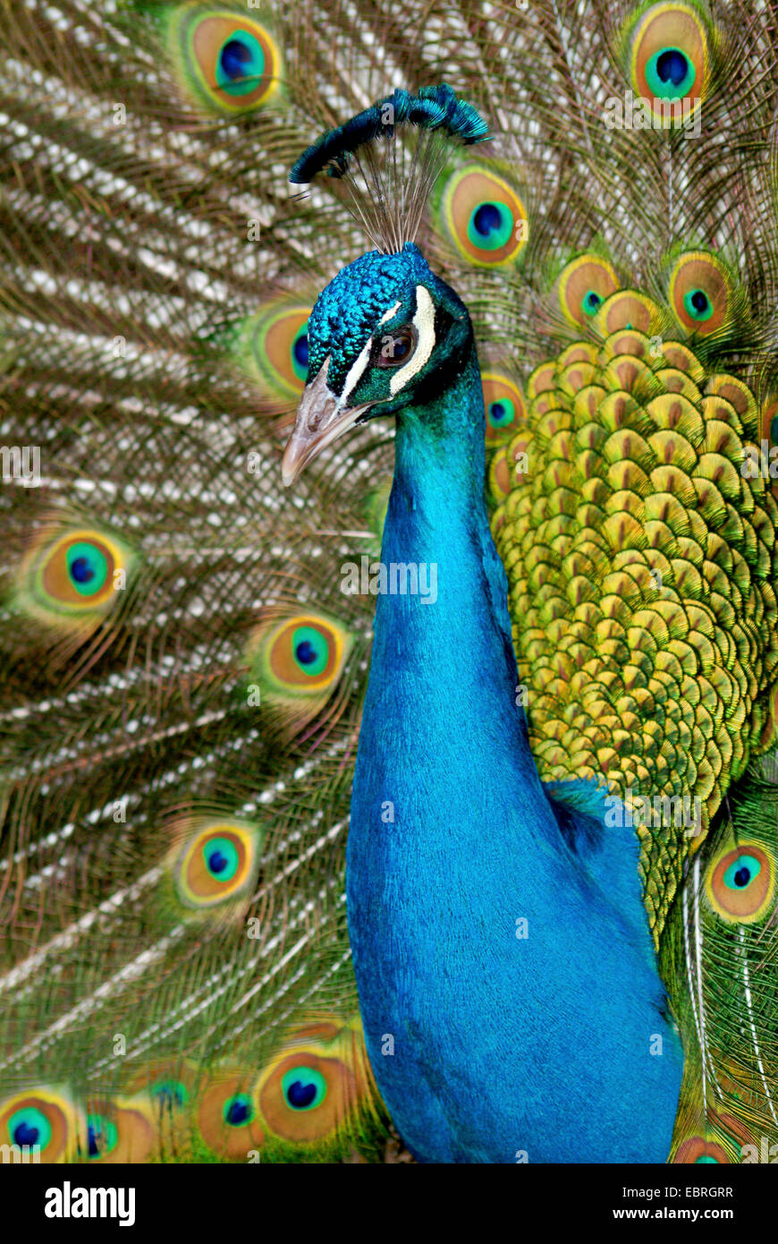 Peafowl comune, peafowl indiano, peafowl blu (Pavo cristatus), il ritratto di un rubinetto di visualizzazione Foto Stock