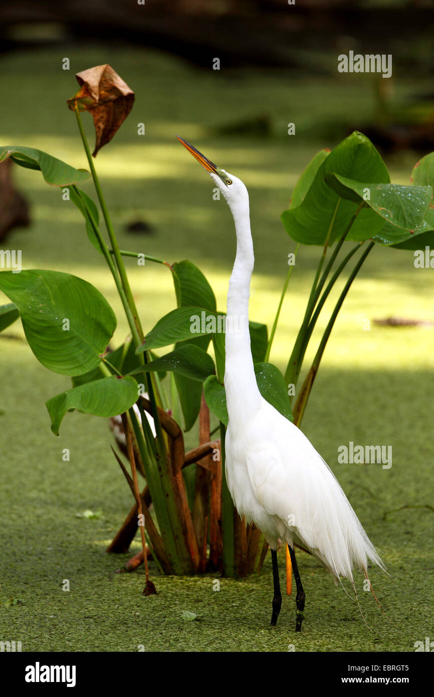 Airone bianco maggiore, Airone bianco maggiore (Egretta alba, Casmerodius Albus, Ardea alba), in piedi in acque poco profonde e che mostra il comportamento di imprimere, STATI UNITI D'AMERICA, Florida Foto Stock
