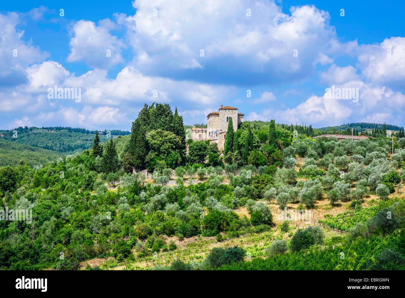 Tipico paesaggio della Toscana con vigneti e alberi di olivo, Italia, Toscana Foto Stock
