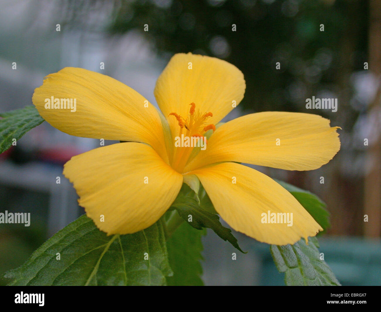 La salvia Rose, West Indian Holly, giallo ontano, Buttercup Flower, Damiana (Turnera ulmifolia), fiore Foto Stock