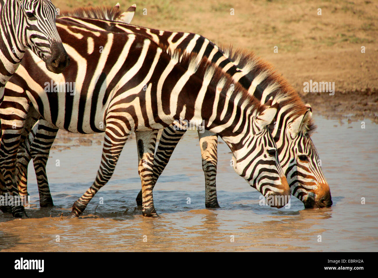 Zebra comune (Equus quagga), zebre di bere in un posto di acqua, Tanzania Serengeti National Park Foto Stock