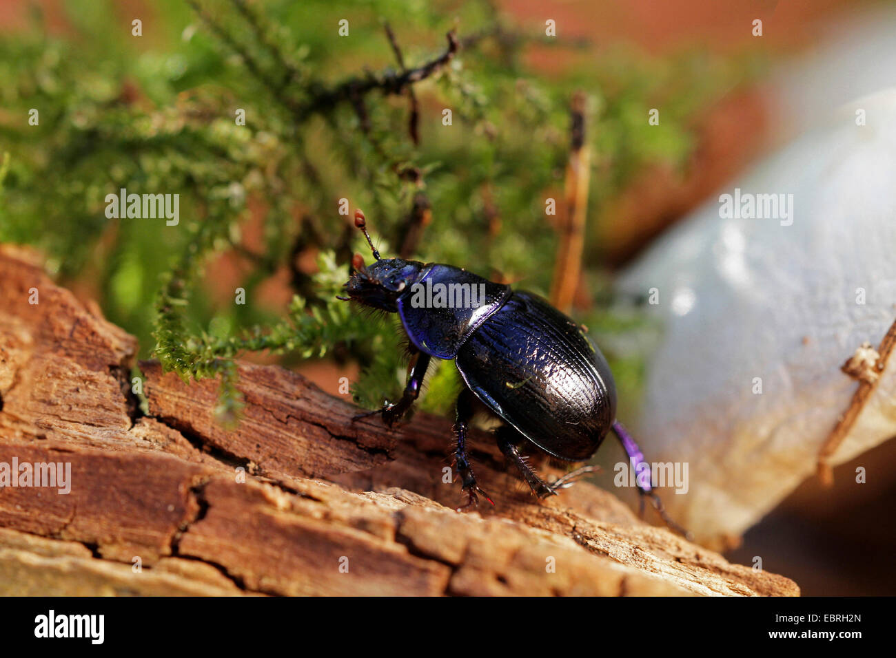 Comune di dor beetle (Anoplotrupes stercorosus, Geotrupes stercorosus), su deadwood, Germania Foto Stock